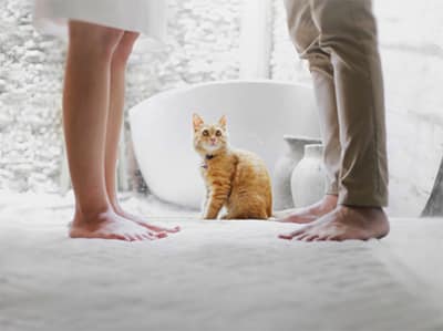 Couple discussing divorce while cat looks on